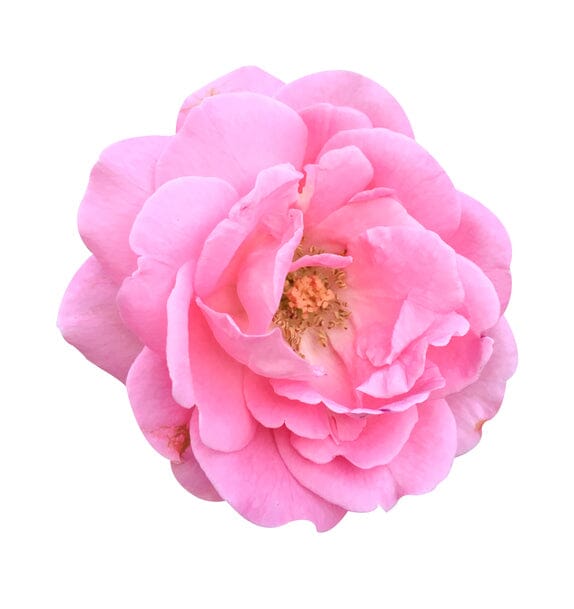 Women's perfume with rosa damascena flower water Rose of Bulgaria