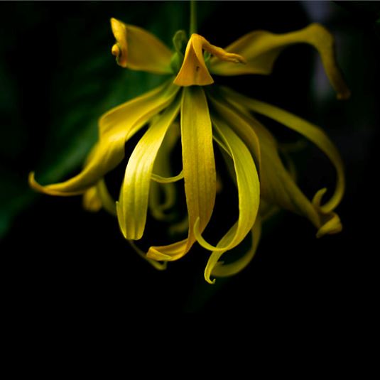 Parfum ylang-ylang